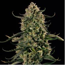 Mac Dawg XXL Auto (x3)